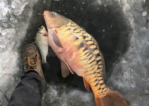 鯉魚死掉|[問題] 請問這樣的鯉魚還有救嗎？